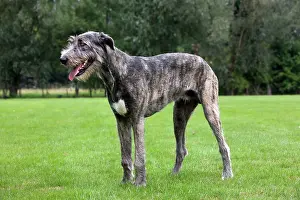 Bred: Dog - pure bred young Irish Wolfhound (+/- 5 months
