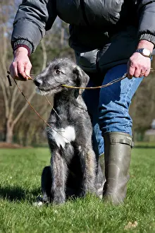Bred: Dog - pure bred young Irish Wolfhound (+/- 5 months