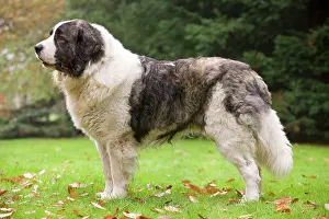 Dog - Pyrenean Mastiff. Also known as Mast'n del Pirineo
