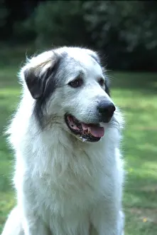 Pyrenean: Dog - Pyrenean Mountain, close-up