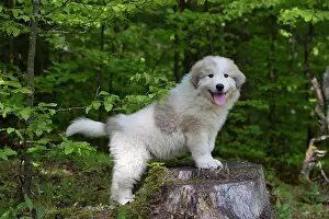 Smiling: Dog Pyrenean Mountain Dog / Great Pyrenees puppy