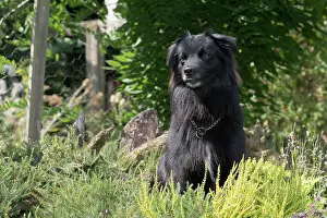 Pyrenean: Dog Pyrenean Sheepdog
