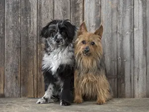140218: DOG. Pyrenean sheepdog and Australian Terrier