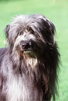Sheepdogs: DOG - PYRENEAN SHEEPDOG -CLOSE UP