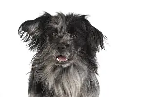 Pyrenean: DOG. Pyrenean sheepdog, head shot, studio