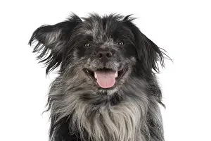 Pyrenean: DOG. Pyrenean sheepdog, head shot, studio