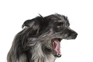 Pyrenean: DOG. Pyrenean sheepdog, head shot, studio