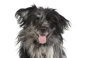 Pyrenean: DOG. Pyrenean sheepdog, head shot, studio