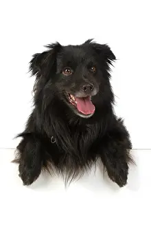 Leaning: DOG. Pyrenean sheepdog, with paws over, mouth open, studio