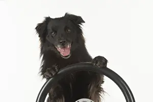 281217: DOG. Pyrenean sheepdog, paws over stearing wheel, studio
