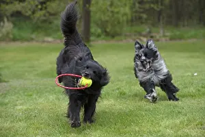 Chewing: DOG. Pyrenean sheepdog playing in a garden