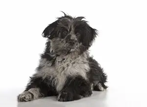 140218: DOG. Pyrenean Sheepdog puppy ( 6 months )