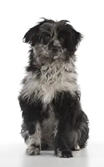 140218: DOG. Pyrenean Sheepdog puppy ( 6 months )