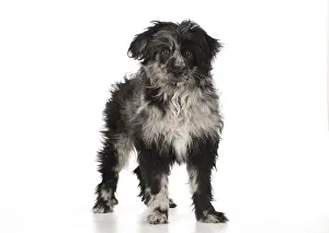 140218: DOG. Pyrenean Sheepdog puppy ( 6 months )