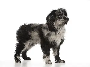140218: DOG. Pyrenean Sheepdog puppy ( 6 months )