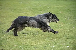 Pyrenean: DOG. Pyrenean sheepdog, running