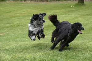280618: DOG. Pyrenean sheepdog running in a garden