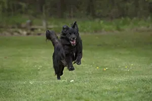 280618: DOG. Pyrenean sheepdog running in a garden