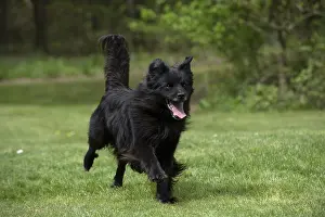 280618: DOG. Pyrenean sheepdog running in a garden