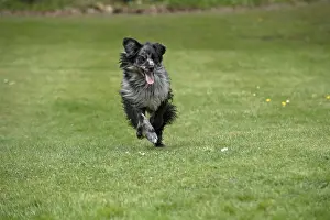 Pyrenean: DOG. Pyrenean sheepdog running in a garden
