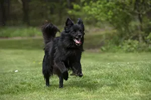 Pyrenean: DOG. Pyrenean sheepdog running in a garden