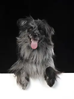 221019: DOG. Pyrenean sheepdog, studio, paws over