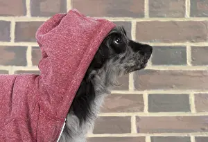 Hoodies: DOG. Pyrenean Sheepdog wearing a hoodie