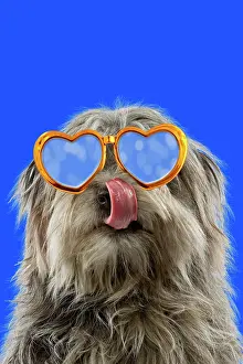 260421: Dog - Pyrenean Shepherd - licking nose wearing gold heart sh