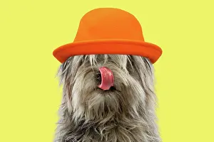 070820: Dog - Pyrenean Shepherd - licking nose wearing an orange hat