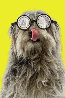 Sighted: Dog - Pyrenean Shepherd - licking wearing glasses
