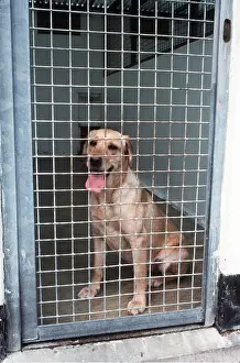 Vets: DOG - in quarantine