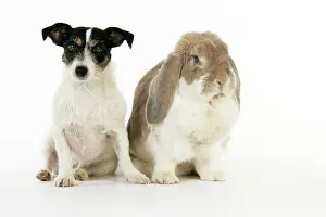 Lops: Dog and Rabbit. French lop rabbit with Jack Russell