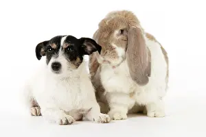 Lops: Dog and Rabbit. Giant French lop rabbit with Jack Russell