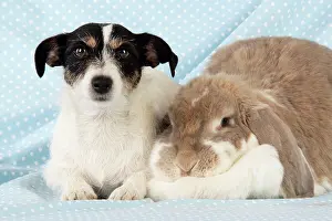 Lops: Dog and Rabbit. Giant French lop rabbit with Jack Russell