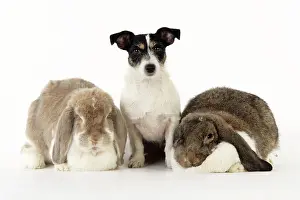 Lops: Dog and Rabbit. Giant French lop rabbits with Jack Russell