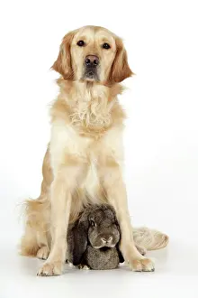 Lops: Dog and Rabbit - Golden Retriever and French Lop in studio