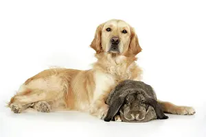 Lops: Dog and Rabbit - Golden Retriever and French lop in studio