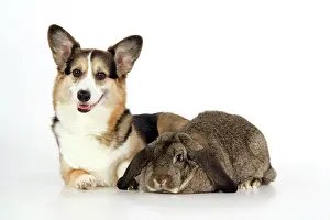 Lops: Dog and Rabbit - Pembroke Welsh Corgi and French