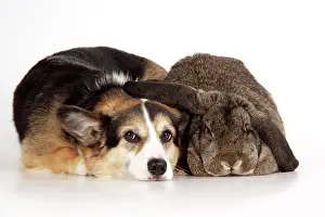 Lops: Dog and Rabbit - Pembroke welsh Corgi and French