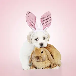 Lops: DOG & RABBIT - Teddy bear dog puppy sitting