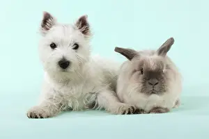 Lionhead: DOG & RABBIT - West Highland White Terrier - laying