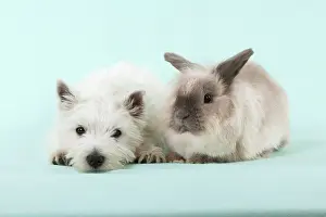 Lionhead: DOG & RABBIT - West Highland White Terrier - laying