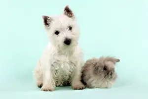 Studi: DOG & RABBIT - West Highland White Terrier sitting