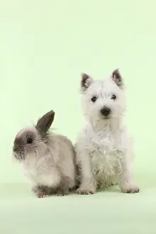 Lionhead: DOG & RABBIT - West Highland White Terrier - sitting