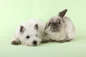 Lionhead: DOG & RABBIT - West Highland White Terrier - sitting