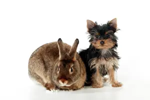 Satin: DOG & RABBIT - Yorkshire terrier puppy sitting