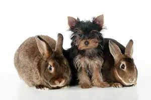 Yorkies: DOG & RABBIT - Yorkshire terrier puppy sitting