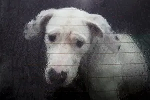 Gloomly: Dog behind the rear window of a car