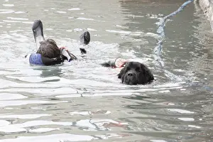 Ports: Dog Rescue Newfoundland exercise in Erquy