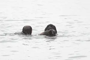 Ports: Dog Rescue Newfoundland exercise in Erquy